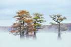 Morning mist and autumn colors on Caddo Lake, Texas. Art Print